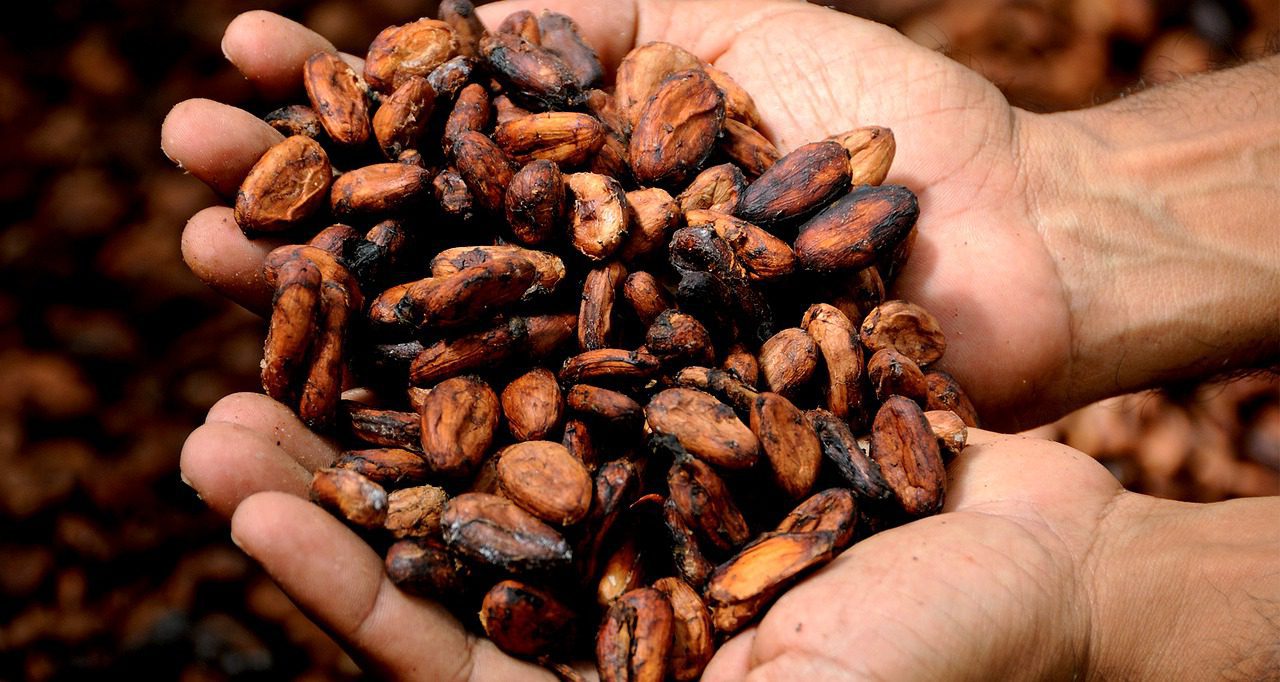 ziarna kakaowca